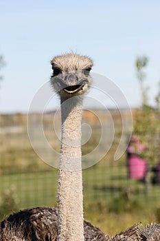 Close up up of ostrich photo