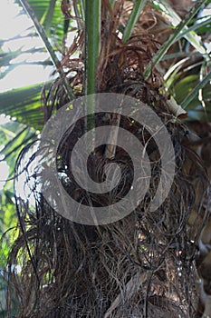 Close up of the upper trunk and fronds of an Old Man Palm tree