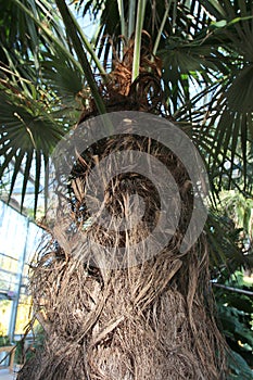 Close up of the upper trunk and fronds of an Old Man Palm tree photo