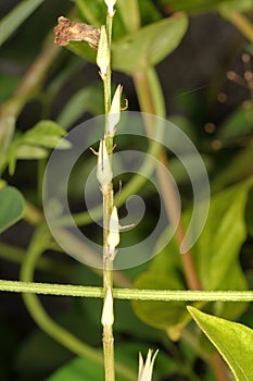 A close-up of upright, green Chinese violet buds (Asystasia gangetica) yet to bloom, standing in a row photo