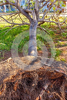 Close up of uprooted tress during Cyclone Vardah in Chennai, India. Dec 2016