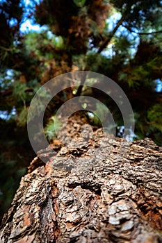 Close up Upward angle of large pine tree bark