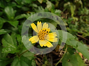 Close up of Urang Aring Asteraceae, False daisy Eclipta prostrata in a garden