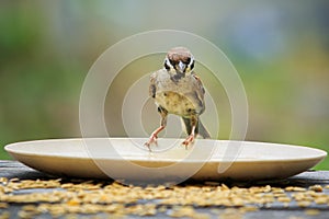Close up urasian tree sparrow bird and paddy feeding dish