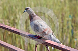 Close-up of urban pigeon bird perched on parapet in daylight sunlight