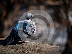 Close-up of the urban pigeon sitting on the parapet of the building. Selective focus made with telephoto. blur