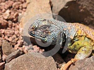 Close up of Uromastyx Ornata - ornate spiny tailed lizard