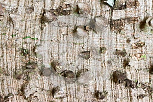 Close up of The usual bark of the Anigic Tree also known as the Floss silk