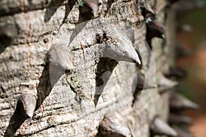 Close up of The usual bark of the Anigic Tree also known as the Floss silk