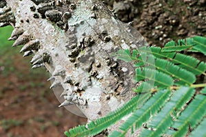 Close up of The usual bark of the Anigic Tree also known as the Floss silk