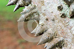 Close up of The usual bark of the Anigic Tree also known as the Floss silk