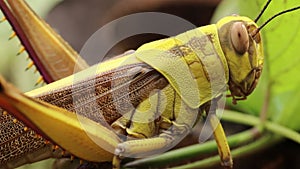 Close up of Valanga nigricornis. The Javanese grasshopper in nature. Javanese bird grasshopper. Macro 4k footage