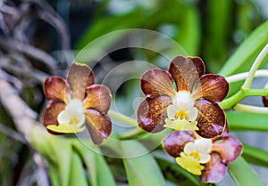 Close up of vanda brunnea orchid flowers,Thailand