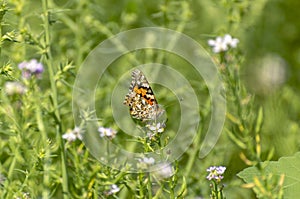 Close up of Vanessa del Cardo butterfly on flower with green background