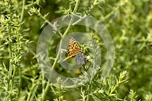 Close up of Vanessa del Cardo butterfly on flower with green background