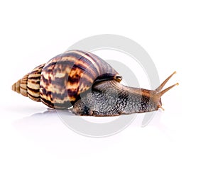 Close up of vanilla snail isolate on white background with reflection.