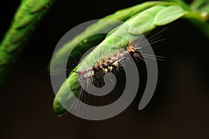 Close-up vapourer moth caterpillar on leaf