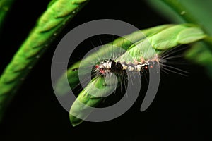Close-up vapourer moth caterpillar on leaf