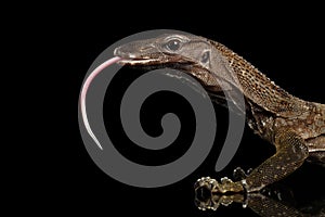 Close-up Varanus rudicollis on Black Background