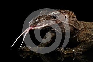 Close-up Varanus rudicollis on Black Background