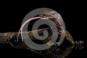 Close-up Varanus rudicollis on Black Background