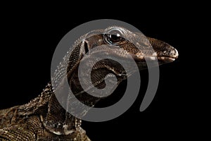 Close-up Varanus rudicollis on Black Background