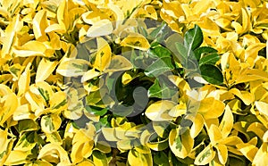 Close up of a variegated Euonymus species.