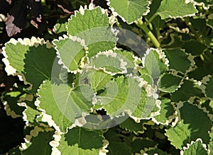 Variegated green and cream foliage of Plectranthus photo