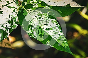 Close up on a variegated leaf of Ficus aspera `Parcelli`.