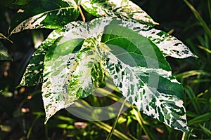 Close up on a variegated leaf of Ficus aspera `Parcelli`.