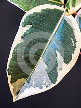 Close-up on variegated leaf of ficus elastica var. `Tineke`.