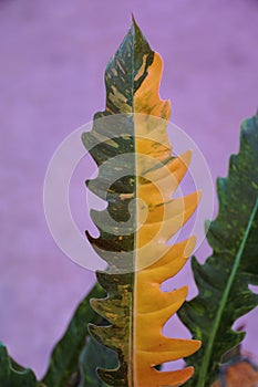 Close up of the variegated leaf of Philodendron Ring of Fire