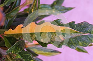Close up of the variegated leaf of Philodendron Ring of Fire, a popular houseplant