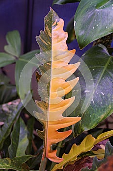 Close up of the variegated leaf of Philodendron Ring of Fire, a popular houseplant