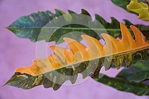 Close up of the variegated leaf of Philodendron Ring of Fire, a rare and popular houseplant