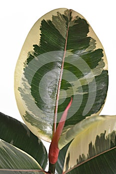 Close up of variegated leaf of tropical `Ficus Elastica Variegata` rubber tree plant on white background