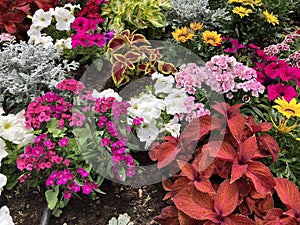 Close up of variety of brightly coloured flowers