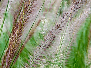 Close-up of various flowering grass stalks