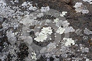 Close up of various lichen growing on stone.