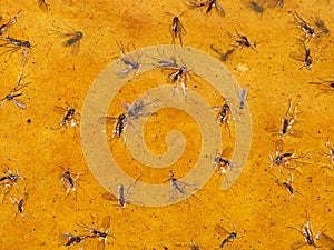 Close-up of various small flies stuck on a yellow sticky flytrap