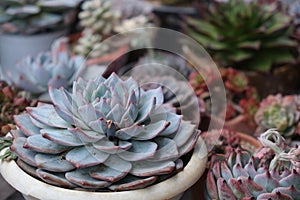 Close up various succulent plants