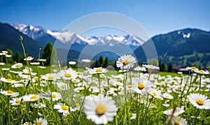 Close-up vast field of delicate white daisies under a clear sky. AI Generative