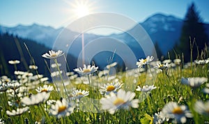 Close-up vast field of delicate white daisies under a clear sky, with towering alpine mountains in the backdrop. Created by AI