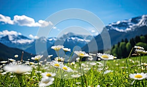 Close-up vast field of delicate white daisies under a clear sky, with towering alpine mountains in the backdrop. Created by AI