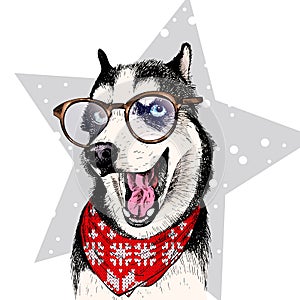 Close up vector portrait of Siberian husky dog wears winter bandana and glasses. Isolated on star. Skecthed color