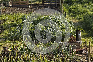 Close-up in the vegetable garden, early spring, on artichoke and spring onion plants, crates on the ground, maturing crops