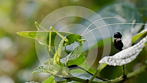 Close up of vegetable grasshopper or Atractomorpha similis on green leaf