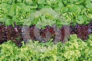 Close-up vegetable with hydroponics background