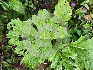 Close up of Vegetable Mustard Brassica juncea Leaf with Depth