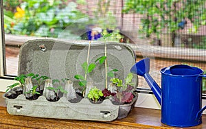 Vegetable seedlings growing in reused egg box on window ledge photo